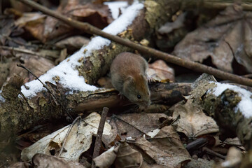 A vole between leaves and branches in the forest