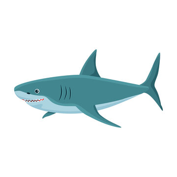 Shark cartoon vector icon.Cartoon vector illustration fish of sea. Isolated illustration of shark icon on white background.