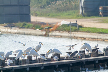 seagull po delta regional park comacchio iitaly