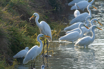 white heron po delta regional park comacchio iitaly