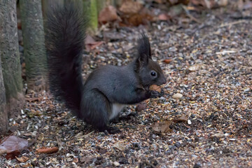 European brown squirrel in winter coat looking for nuts