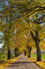 autumn road, autumn, road, village, tree, nature, poland
