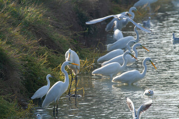 white heron po delta regional park comacchio iitaly