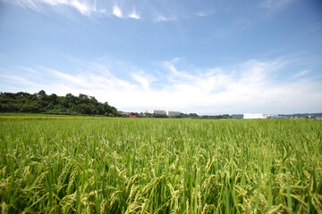 rice field and blue sky