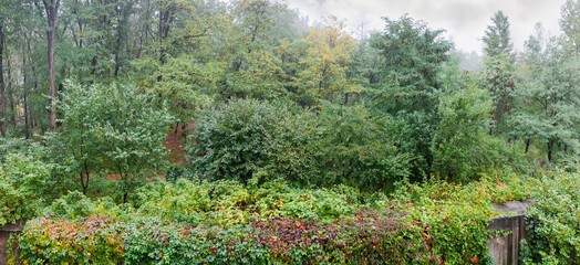 Autumn park with different trees, bushes and ivy during rain