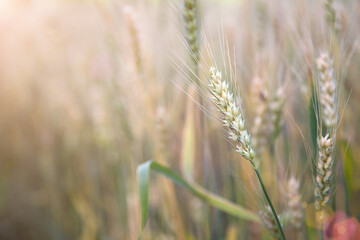 Fototapeta premium Close-up of slightly green wheat in the field