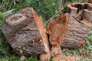 Fototapeta premium Pieces of trunk and stump of sawn old poplar