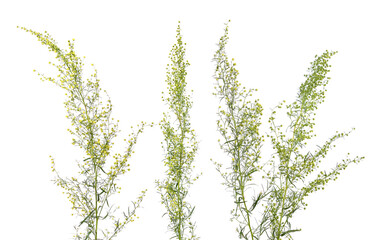 Tarragon, Artemisia dracunculus, also known as estragon. Flowers isolated