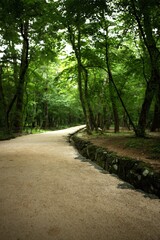Fototapeta premium trees in the park