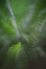 Fern leaves in a mythical light