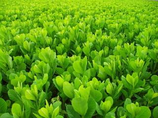 秋の野菜畑に一面に茂る緑肥