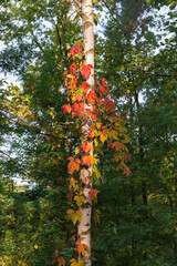Fototapeta premium Maiden grapes stems twine along the birch trunk
