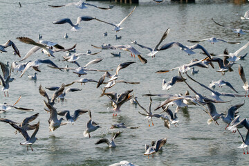 seagulls hunting the po delta