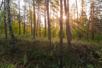 Section of deciduous and coniferous autumn forest backlit by sunlight