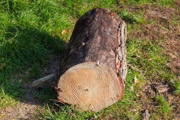 Part of trunk of dry pine sawed during sanitary cutting