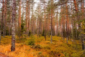 Obraz premium Lapland Finland, lake and forest, nature photography. Travel
