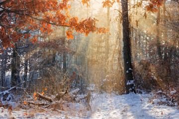 Section of winter forest in sunny day backlit