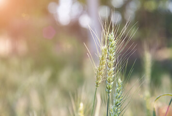 Obraz premium Closeup of green wheat ears in outdoor wheat field