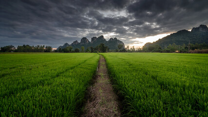 Fototapeta na wymiar The scenery of Khao Nor with a row of green rice field in a beautiful sunset time in Nakhon Sawan province, Thailand.