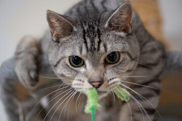 猫じゃらしに噛みつく猫　サバトラ猫