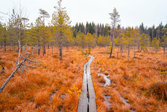 Autumn in Lapland Finland, lake and forest, nature photography. Travel