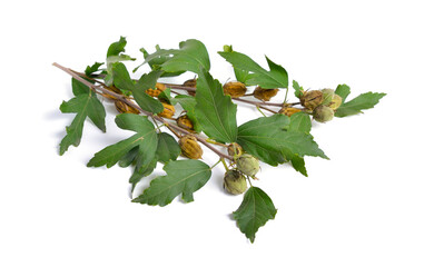 Hibiscus syriacus. Common names Korean rose, rose of Sharon, Syrian ketmia, shrub althea. Twig with fruit isolated