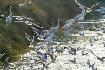 seagull po delta regional park comacchio iitaly