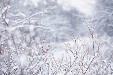 Winter forest landscape. Tall trees under snow cover. January frosty day in the park.