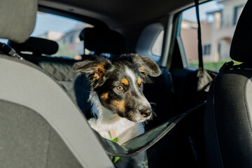 Tricolor border collie dog sitting in back seat of car on a pet seat with sun on face.