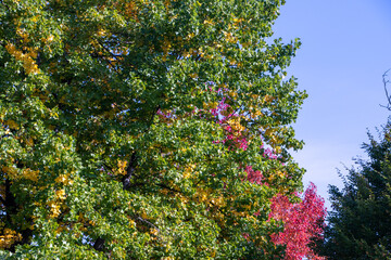 Bright foliage colors in Autumn, Riehen Switzerland