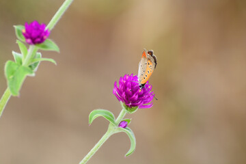 Common copper butterfly rests on a purple flower.