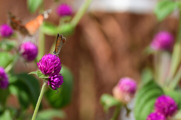 Common copper butterfly rests on a purple flower.