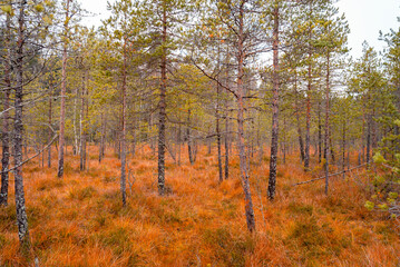 Fototapeta premium Autumn in Lapland Finland, lake and forest, nature photography. Travel