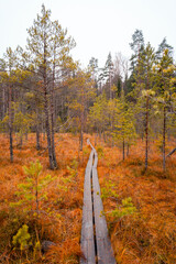 Fototapeta premium Lapland Finland, lake and forest, nature photography. Travel 