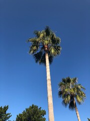 palm trees against blue sky