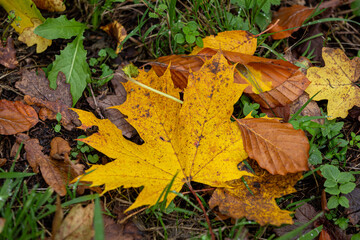 Herbst
