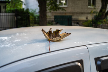 Yellow autumn maple leaf lies on the roof of a white car, selective focus, close up