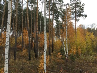 Fototapeta premium Ural wood landscape during fall, Yekaterinburg, Russia
