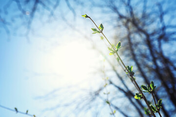 Bright spring greens at dawn in the forest. Nature comes to life in early spring.