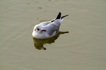 seagulls hunting the po delta
