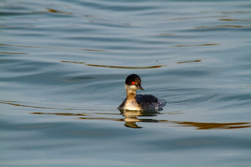 grebe small water bird po delta regional park comacchio iitaly