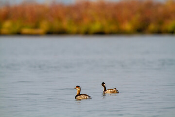 grebe small water bird po delta regional park comacchio iitaly