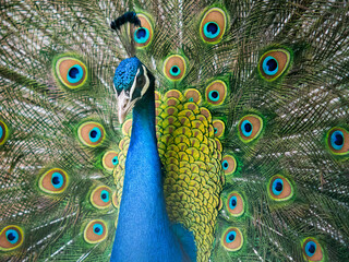 Fototapeta premium Peacock (Pavo cristatus) feather close up