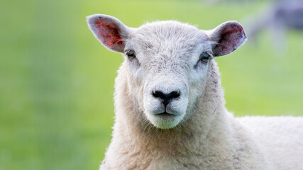 Fototapeta premium sheep (Ovis aries) in the field