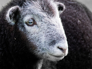 black and white sheep (Ovis aries) closeup 