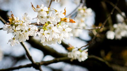 Obraz premium cherry blossoms in spring 
