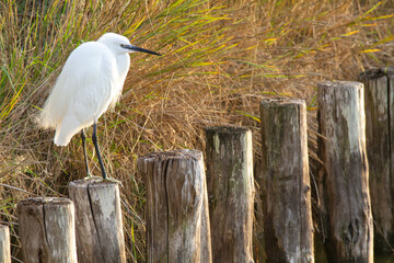 egret po delta regional park comacchio iitaly