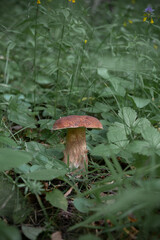 Beautiful cep growing among the grass