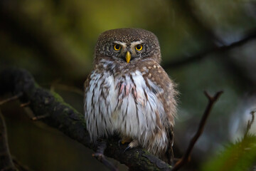 Glaucidium passerinum sitting on a branch in a tree and looking out for prey.