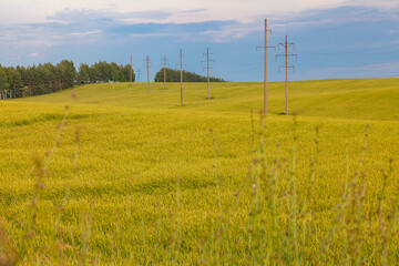 Hilly wheat field through which the power line passes